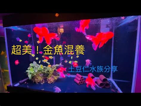 養金魚注意事項|【金魚可以跟什麼魚一起養】金魚水族箱混養指南：揭曉與金魚相。